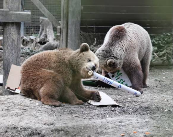Bears get paws on the honey in UK wildlife park escape