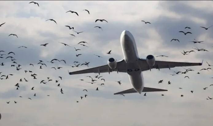 PAA issues advisory to pilots over monsoon birds