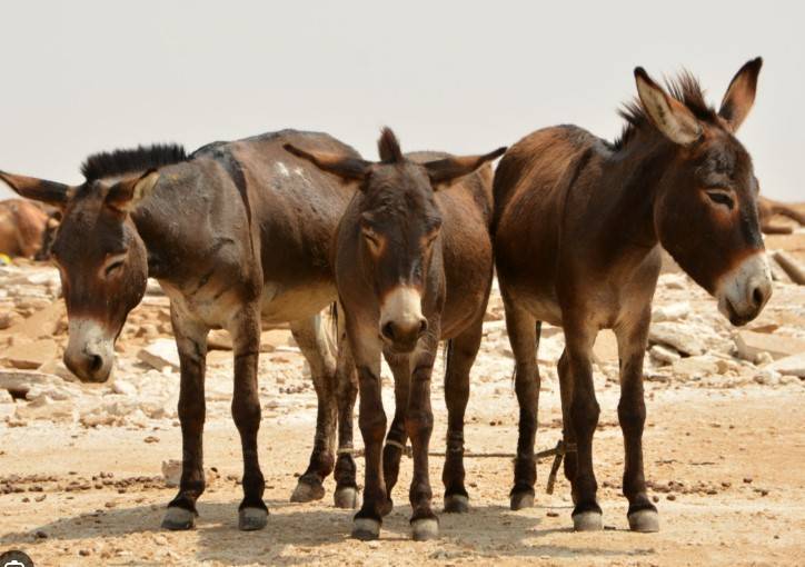 Six million donkeys slaughtered for Chinese medicine: charity