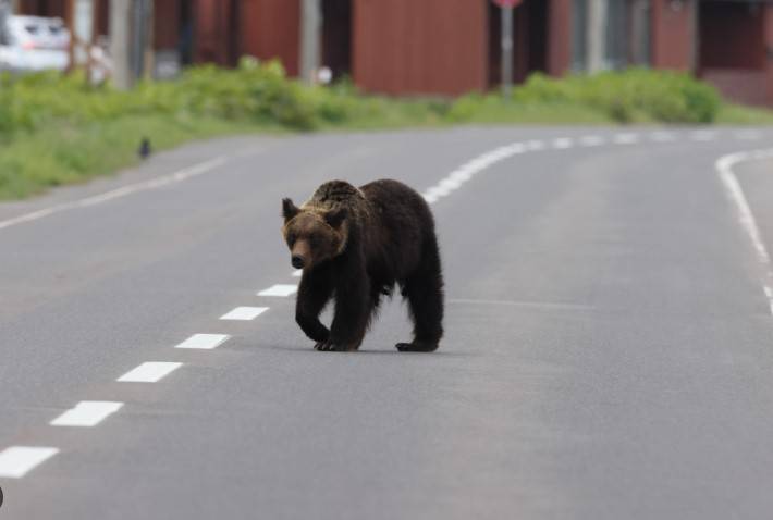 Bear roaming runway halts flights at Japanese airport