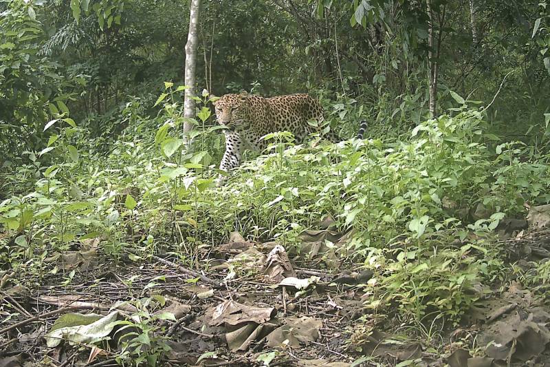 Spotted: endangered leopard in Bangladesh