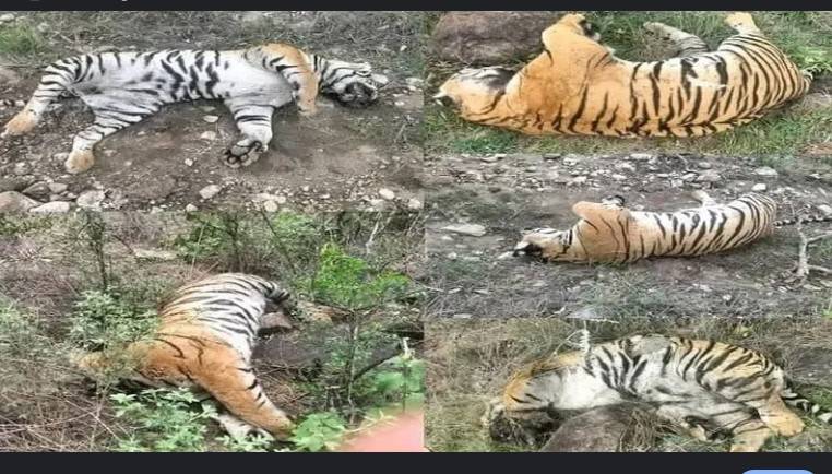 India investigates 'unnatural' death of five tigers
