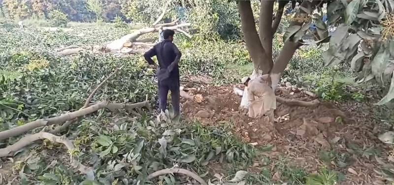 Biggest mango heist in Pakistan: 150 maunds stolen from Multan orchards 