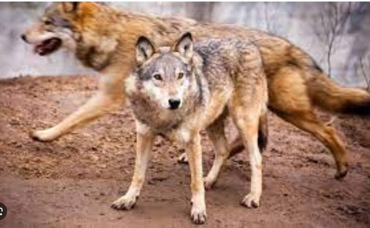 Polish scientists warn of fear mongering about wolves