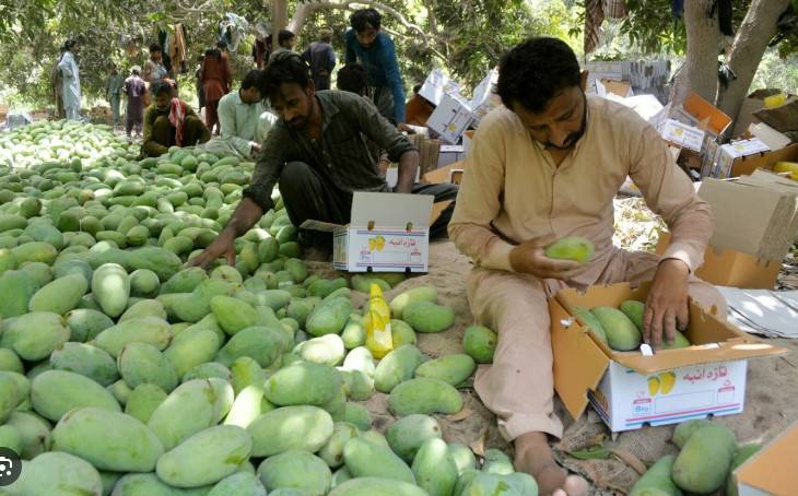 Children among 13 labourers abducted from Sadiqabad mango orchard