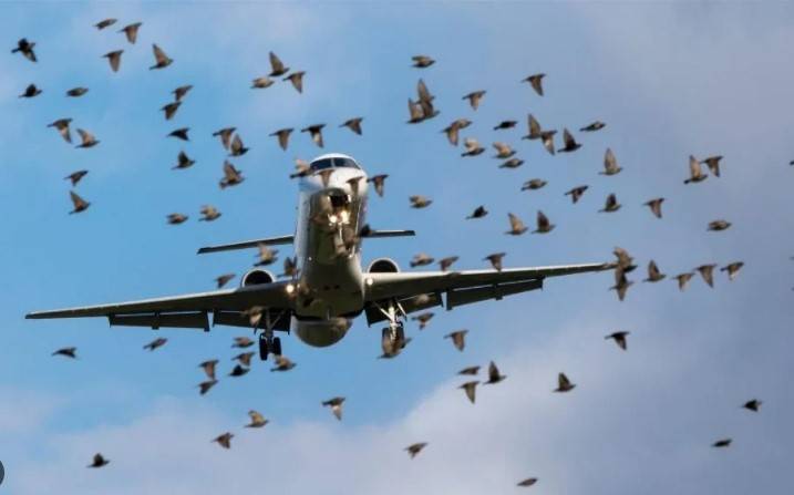 Lahore Airport shuts down amid swarms of birds 