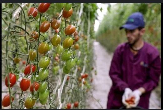 Drought-hit Morocco turns to desalination to save vegetable bounty