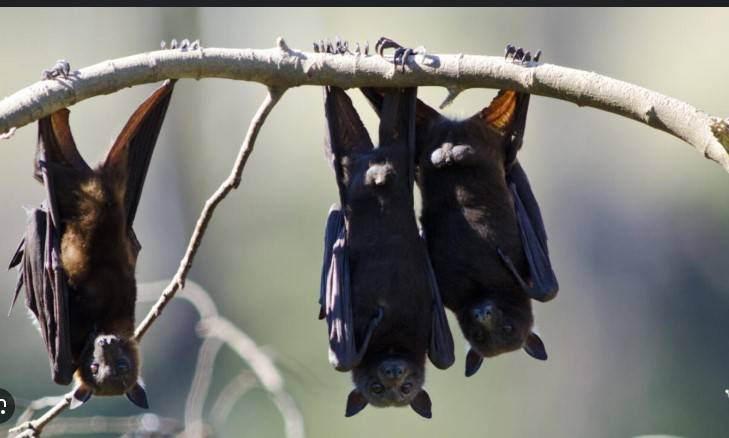 Australian man dies from 'extremely rare' bat bite virus
