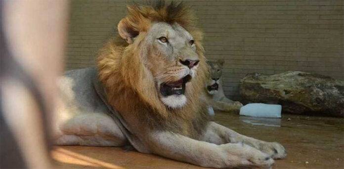 Crackdown on illegal lion keeping across Punjab under CM Maryam Nawaz’s orders