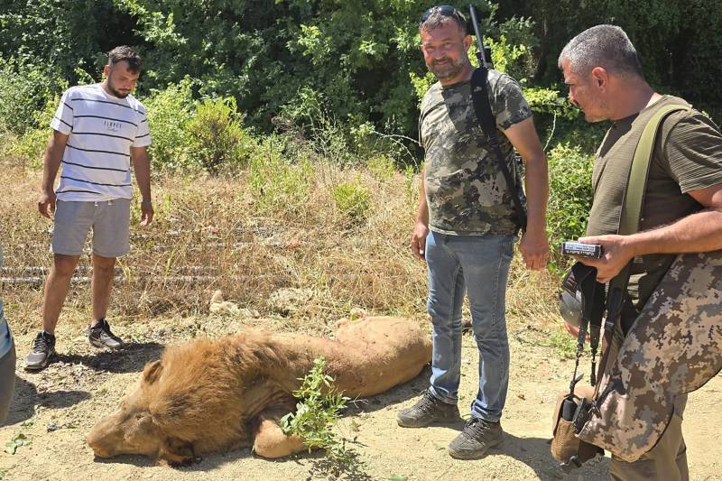 Escaped lion shot dead in Turkey after attacking worker
