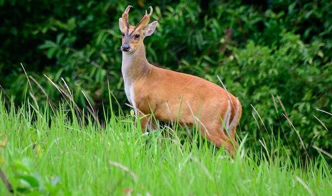 Minister orders investigation after endangered barking deer hunted illegally in Islamabad