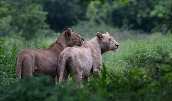 18 pet lions seized in crackdown across Punjab after lion goes on rampage in Lahore