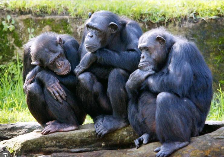 Alpha males are rare among our fellow primates: scientists