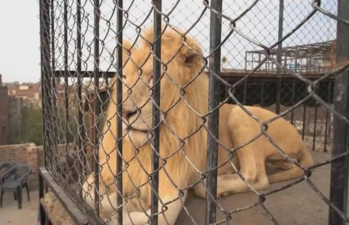 Owner, caretaker booked for illegally keeping lion in Rawalpindi