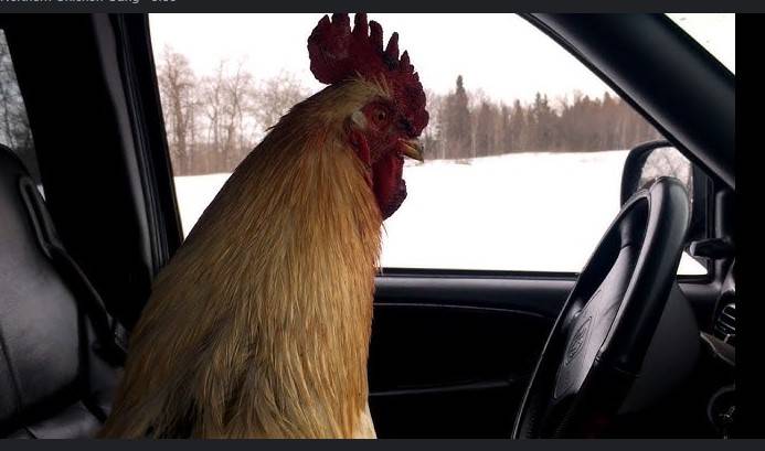 Trailer falls into drain as driver plays with rooster