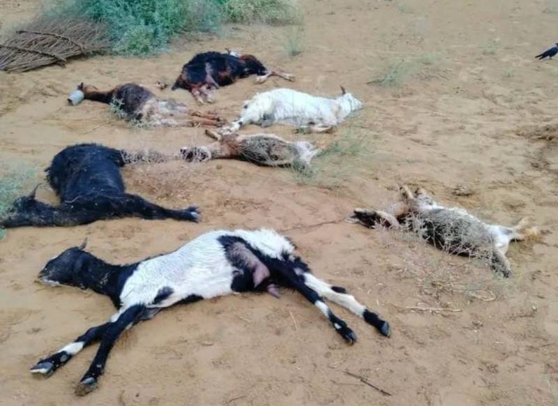 29 goats killed in lightning during rain in Tharparkar