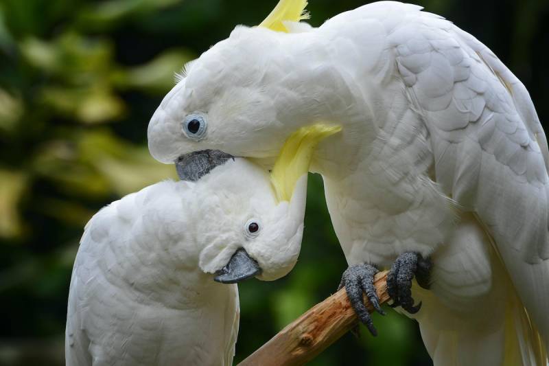 Indonesia foils attempt to smuggle 1,200 endangered birds