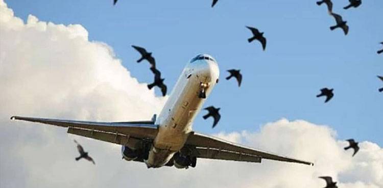Wildlife rangers mobilised to shield Lahore Airport from bird strikes