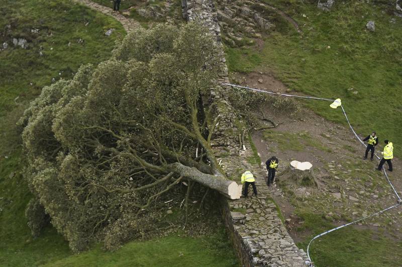 Two men who chopped down iconic UK tree to be sentenced