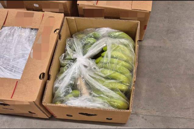 Russia seizes $150 mn cocaine haul hidden in banana shipment