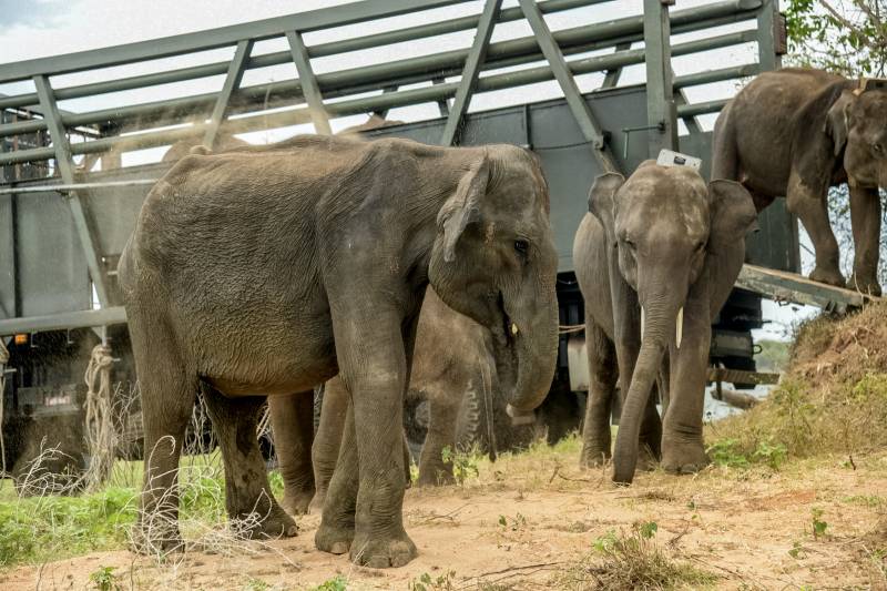 Sri Lanka returns orphaned elephants to the jungle