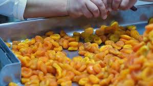 Tajikistan's apricot farmers grapple with climate change