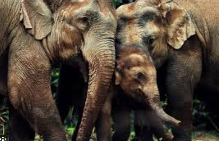 Three Sri Lankan elephants killed in blow to conservation efforts