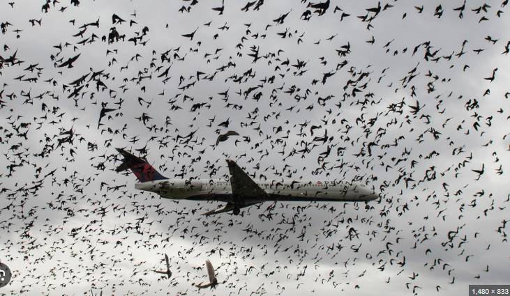 Birds strike two planes in Pakistan 