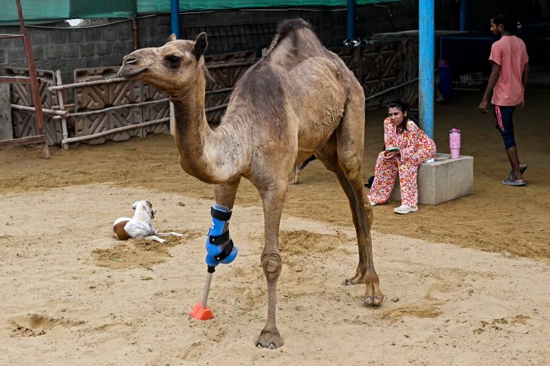 Pakistani camel relearns to walk with prosthetic leg