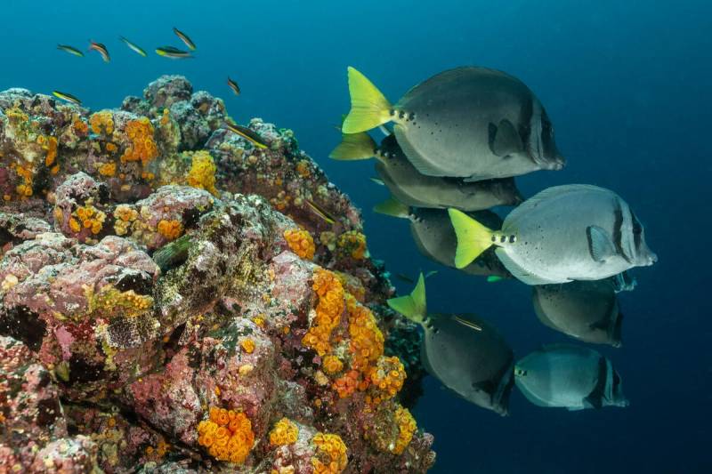 Greece to create new marine reserves to protect underwater wildlife