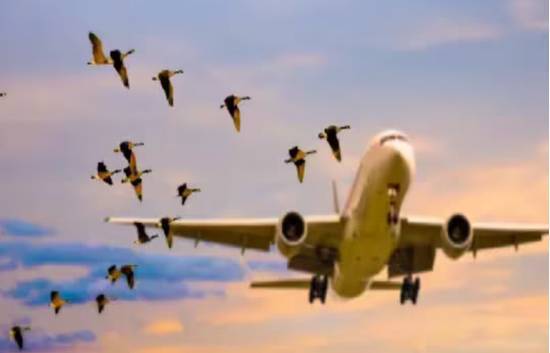 Bird hits AirSial flight during Islamabad landing; 19 blades damaged 