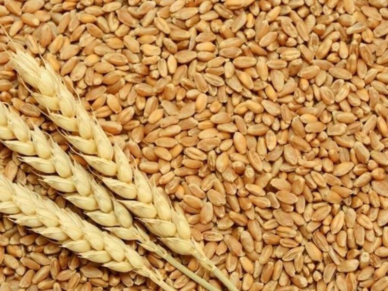 LHC tells Punjab govt to enforce law on wheat support price