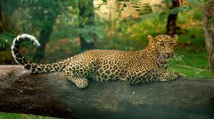 Second leopard attack in 24 hours leaves Jehlum Valley in terror 