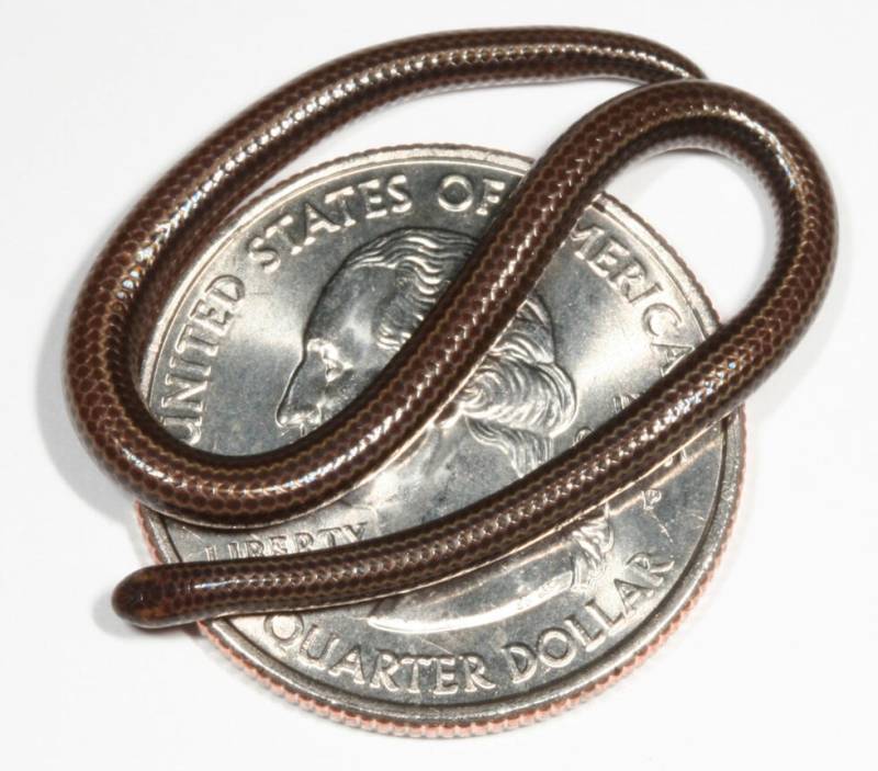 World's smallest snake makes big comeback
