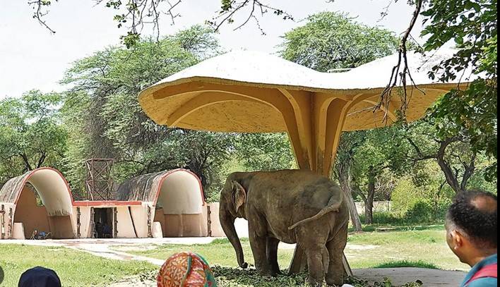 Experts condemn India park after elephants airlifted to Japan