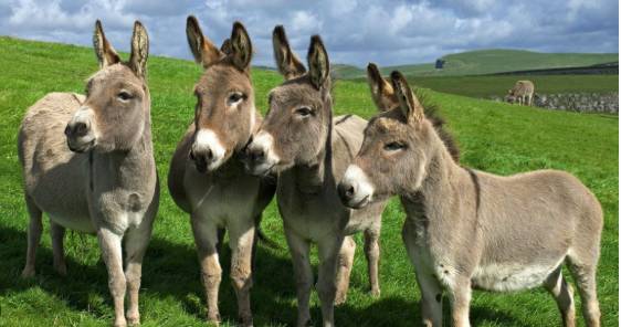 Donkeys farm sealed in Attock 