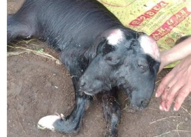 Two-headed, two-faced calf born in Azad Kashmir