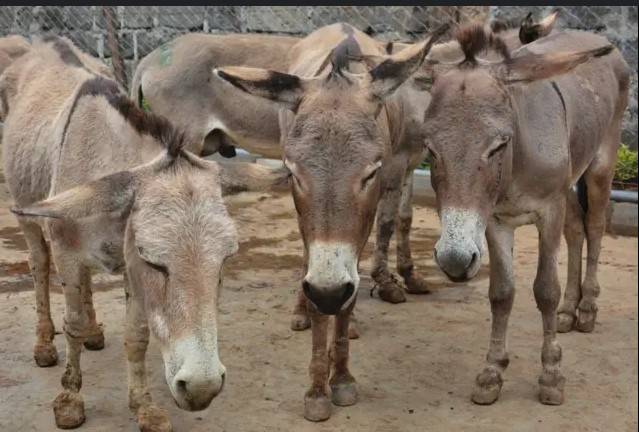 NA body shows concern over sale of donkey meat