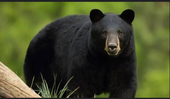 Bear attacks woman outside Japan disabled home