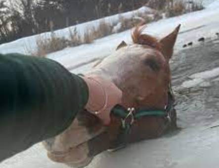 Frozen man with horse recovered from Kohistan Glacier after 28 years