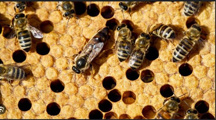 Rwanda bees being wiped out by pesticides