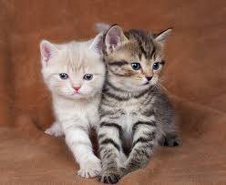 UK teen jailed for a year for torturing two kittens to death