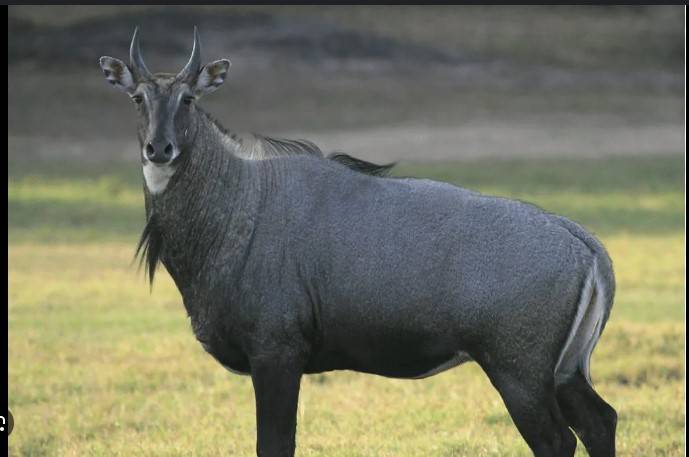 Four booked in Daharki for hunting rare breed of nilgai