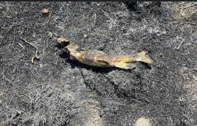 Bird blamed for fishy cause of Canada fire