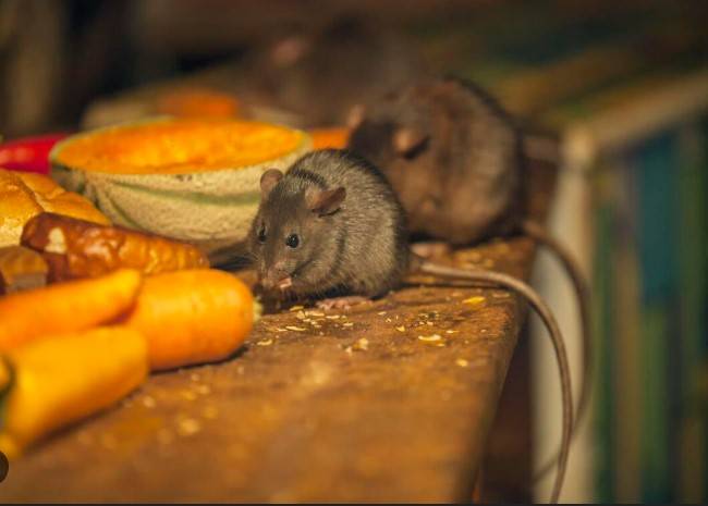 New York declares total war on prolific rat population