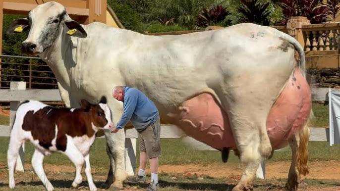 Brazilian cow breaks world record with 343 litres of milk in three days