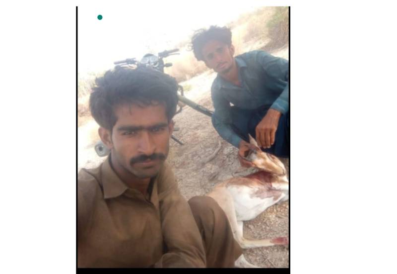 Illegal hunting of rare wildlife continues in Daharki’s desert region, sparking outrage