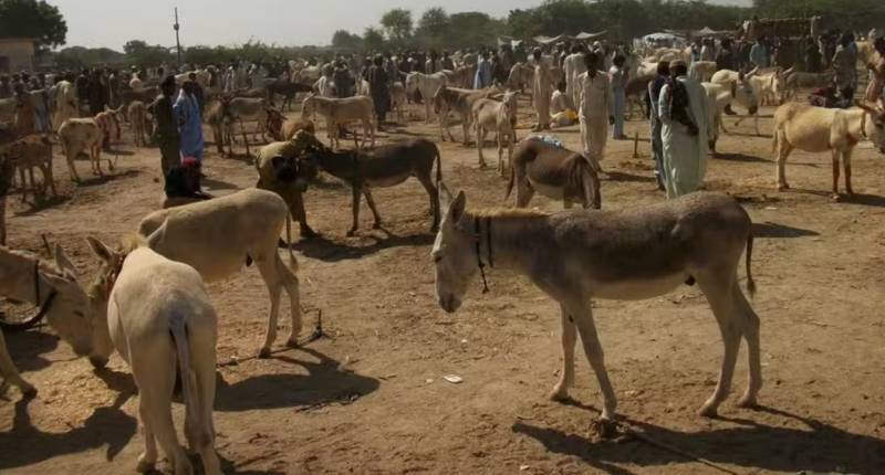 Population of donkeys in Pakistan reached 4.9 million in 2024 
