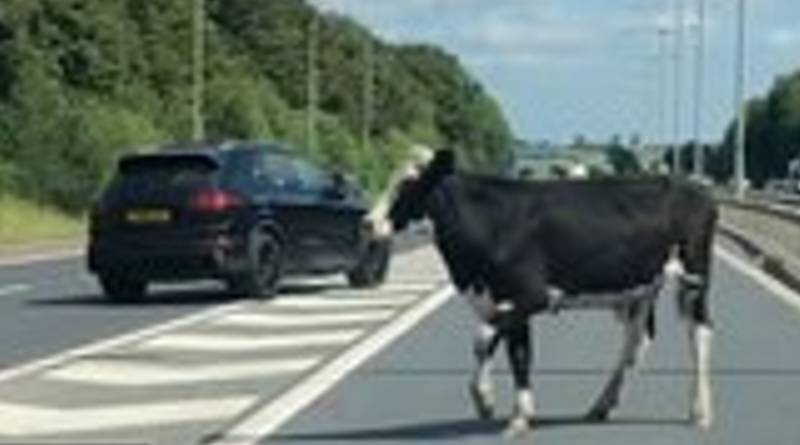Buffalo hits car on motorway near Pindi Bhattian; one killed