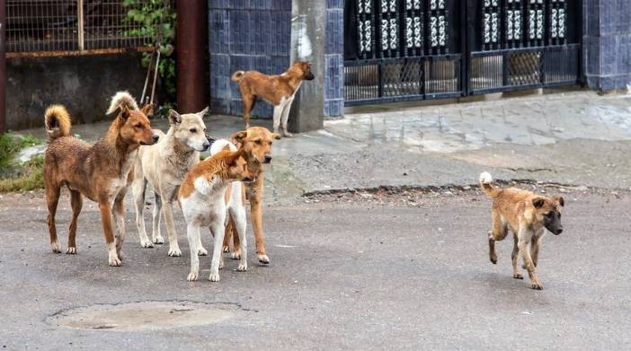 CDA changes staff timings to cull stray dogs  